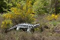Parc de prehistoire morbihan france frankrijk french bretagne brittany dolmen menhir menhirs dino dinosaurus dinosaur dinosaure dinosauriers malansac themapark Ankylosaurus