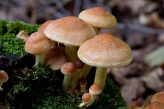  paddestoel paddestoelen mushroom mushrooms champignon champignons natuur nature flore flora