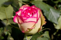 rosa rose roses roos rozen fleur fleurs bloem bloemen flower flowers nature natuur